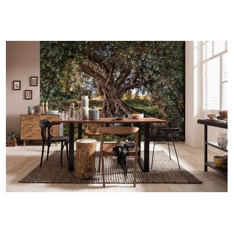 Photomurals  Photo Wallpaper - Olive Tree - Size 368 X 254 Cm