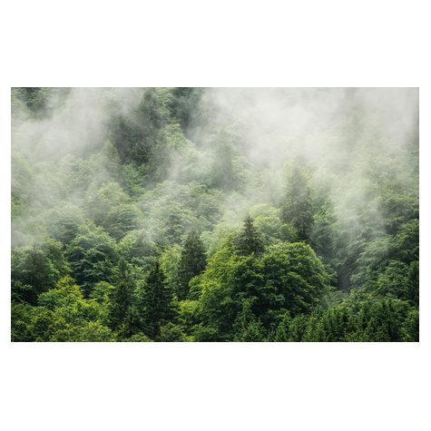 Papier peint photo - forest land - dimensions 400 x 250 cm