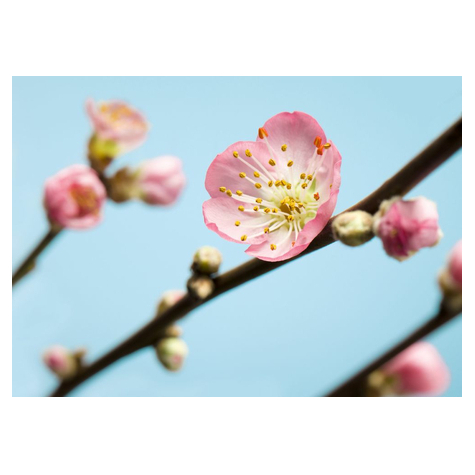 Papier peint photo - peach blossom - taille 350 x 250 cm