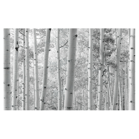 Papier peint photo - forêt de trembles - dimensions 450 x 280 cm