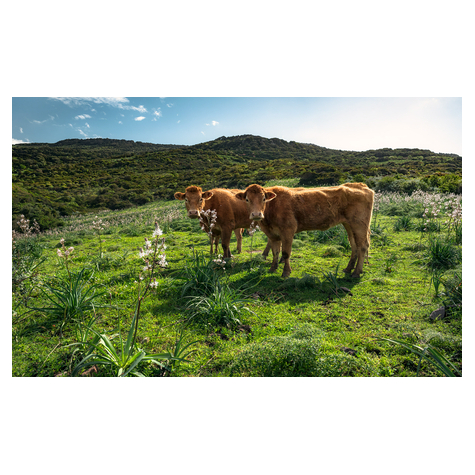 Papier peint photo - le paradis des vaches - dimensions 450 x 280 cm
