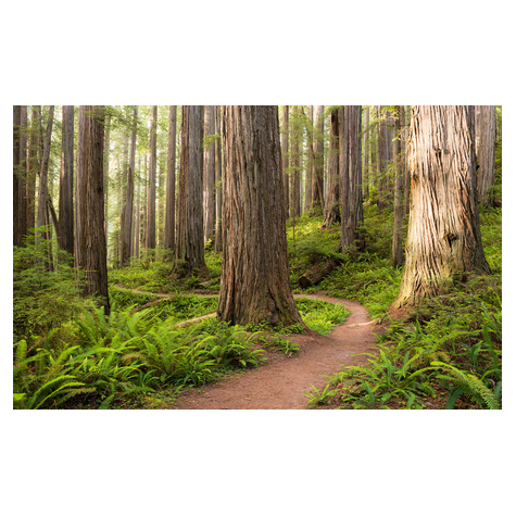 Papier peint photo - redwood trail - dimensions 450 x 280 cm