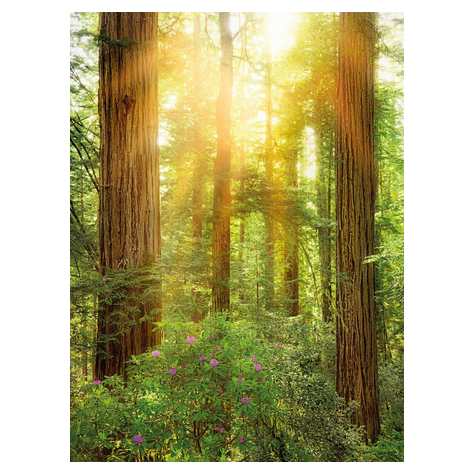 Papier peint photo - séquoia - dimensions 200 x 250 cm