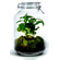 Growing concepts diy nachhaltiges ökosystem flaschengarten einmachglas 5l   coffea arabica   h28xø18cm