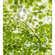 Papier peint photo - dans la forêt au printemps - dimensions 250 x 280 cm
