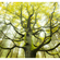 Papier peint photo - l'arbre des rêves - dimensions 300 x 280 cm