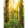Papier peint photo - séquoia - dimensions 200 x 250 cm